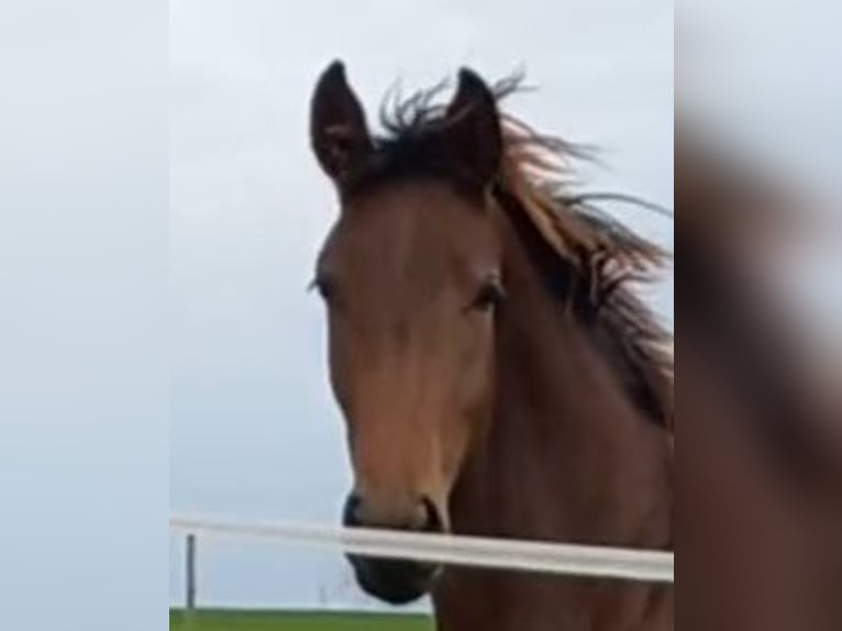 Duits sportpaard Merrie 4 Jaar 170 cm Bruin in Neukirchen