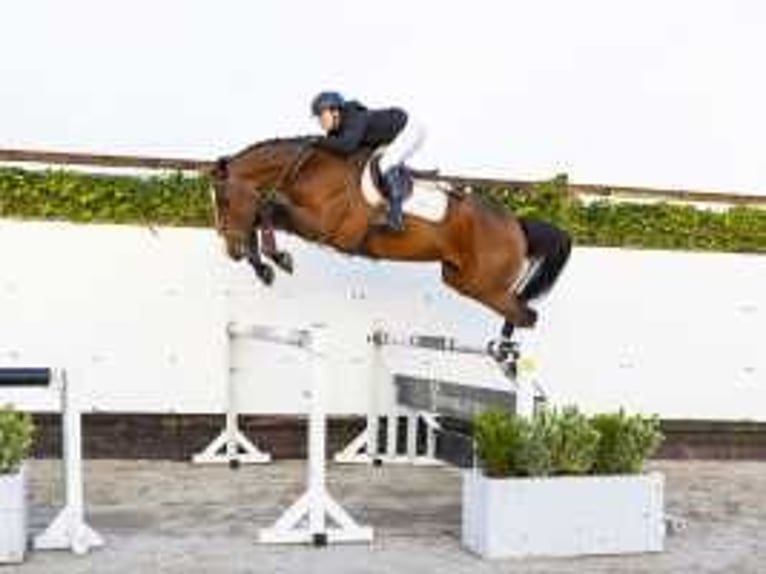 Duits sportpaard Merrie 4 Jaar 170 cm Bruin in Waddinxveen