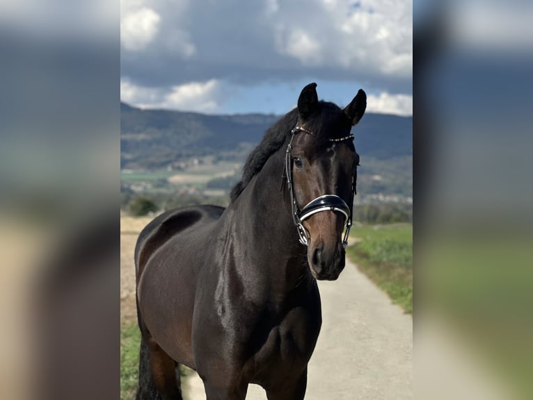 Duits sportpaard Merrie 4 Jaar 170 cm Donkerbruin in Deitingen