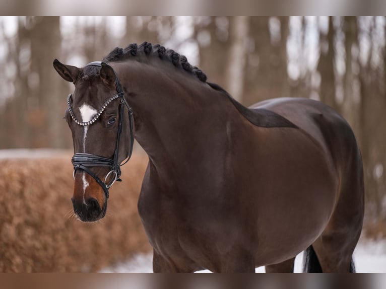 Duits sportpaard Merrie 4 Jaar 170 cm Donkerbruin in Wehringen