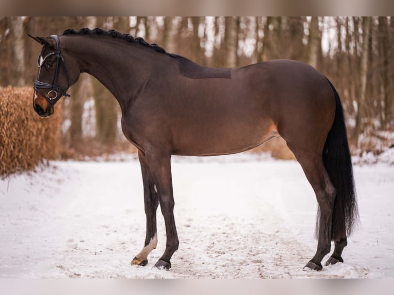 Duits sportpaard Merrie 4 Jaar 170 cm Donkerbruin in Wehringen