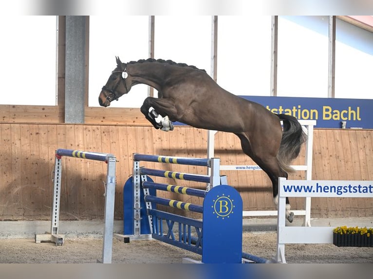 Duits sportpaard Merrie 4 Jaar 170 cm Donkerbruin in Jengen