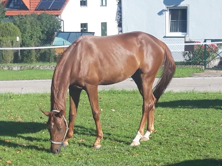 Duits sportpaard Merrie 4 Jaar 170 cm Donkere-vos in Dietfurt an der Altmühl