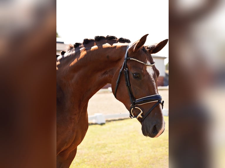 Duits sportpaard Merrie 4 Jaar 170 cm Donkere-vos in Dorsten