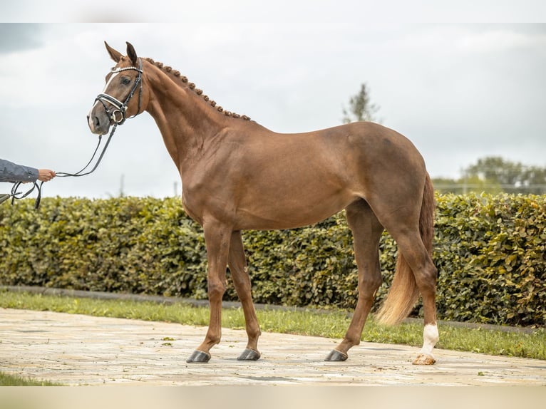 Duits sportpaard Merrie 4 Jaar 170 cm Donkere-vos in Gomadingen