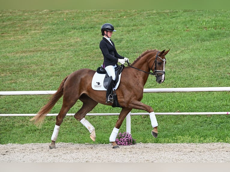 Duits sportpaard Merrie 4 Jaar 170 cm Donkere-vos in Gomadingen