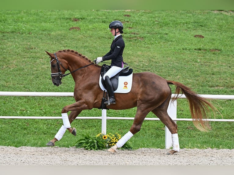 Duits sportpaard Merrie 4 Jaar 170 cm Donkere-vos in Gomadingen