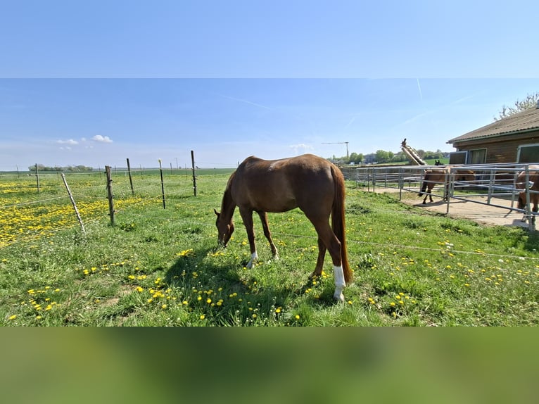 Duits sportpaard Merrie 4 Jaar 170 cm Donkere-vos in Niederwerrn