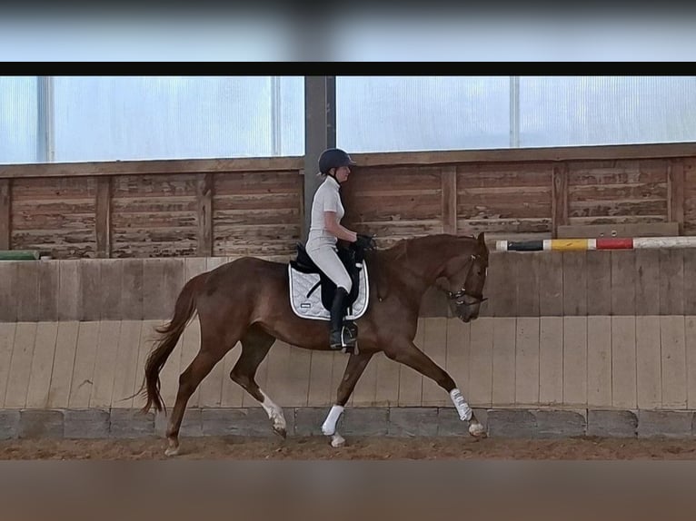 Duits sportpaard Merrie 4 Jaar 170 cm Donkere-vos in Niederwerrn