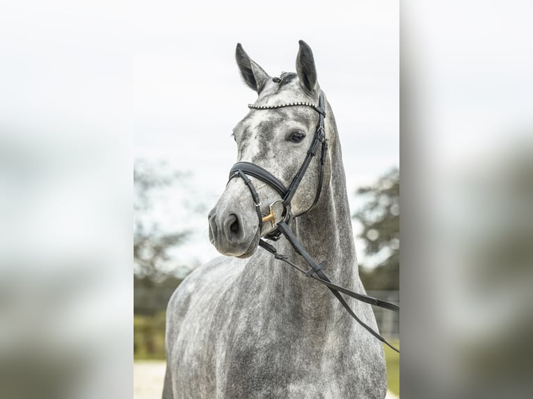 Duits sportpaard Merrie 4 Jaar 170 cm Schimmel in Gomadingen