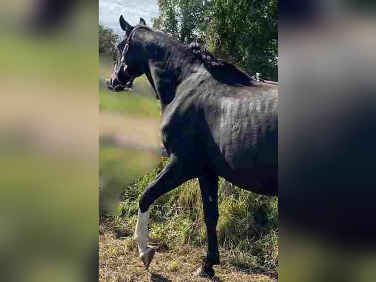 Duits sportpaard Merrie 4 Jaar 170 cm Zwart in Herzberg