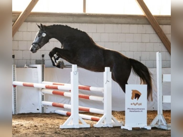 Duits sportpaard Merrie 4 Jaar 170 cm Zwartschimmel in Ketzin
