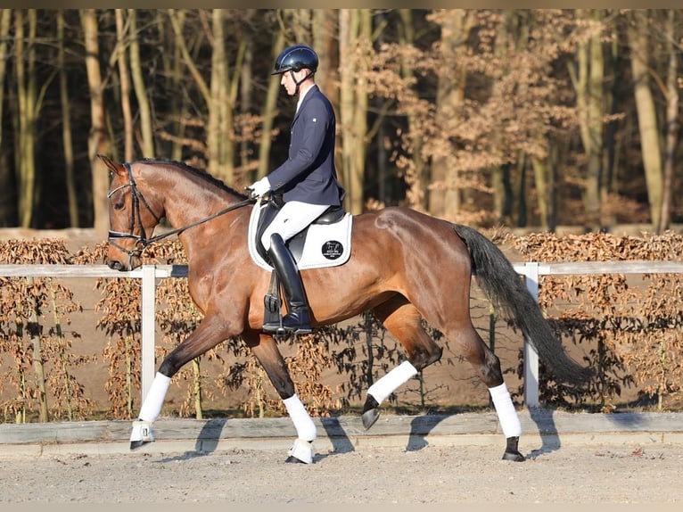 Duits sportpaard Merrie 4 Jaar 171 cm Bruin in Priestewitz