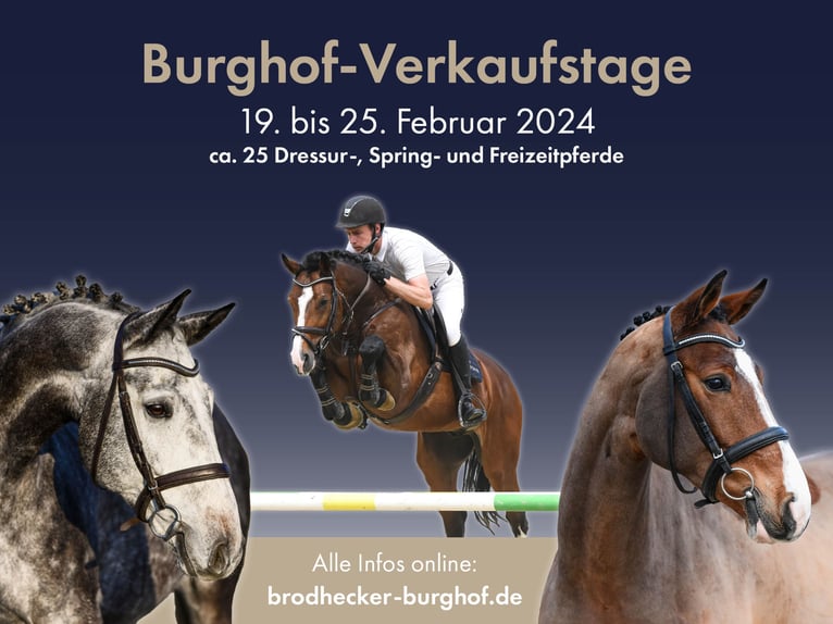Duits sportpaard Merrie 4 Jaar 171 cm Zwart in Riedstadt