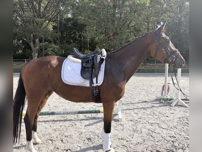 Duits sportpaard Merrie 4 Jaar 172 cm Bruin in Rochau