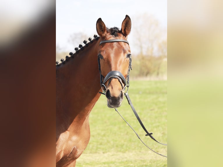 Duits sportpaard Merrie 4 Jaar 172 cm Bruin in Schw&#xE4;bisch Hall
