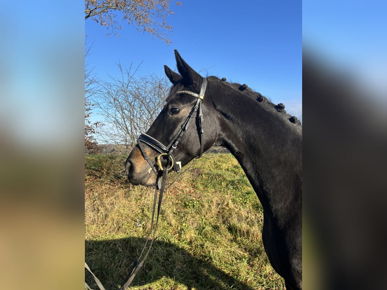 Duits sportpaard Merrie 4 Jaar 172 cm Donkerbruin in Aulendorf