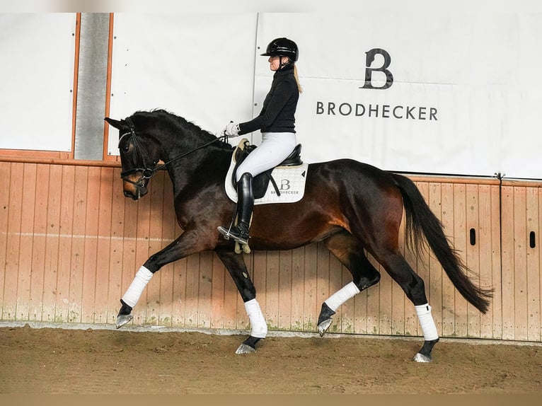 Duits sportpaard Merrie 4 Jaar 172 cm Donkerbruin in Riedstadt