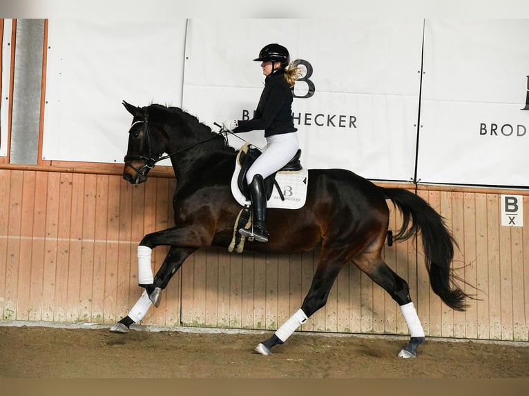 Duits sportpaard Merrie 4 Jaar 172 cm Donkerbruin in Riedstadt
