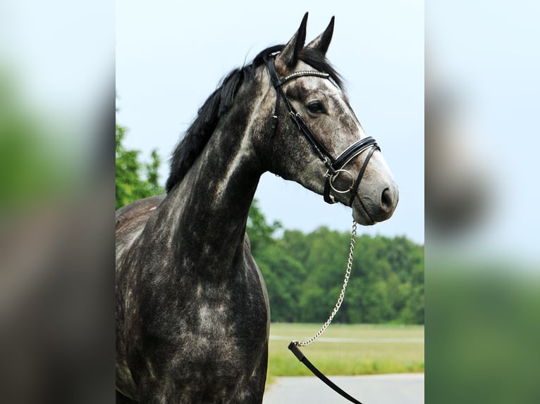 Duits sportpaard Merrie 4 Jaar 172 cm Schimmel in Loewenberger Land