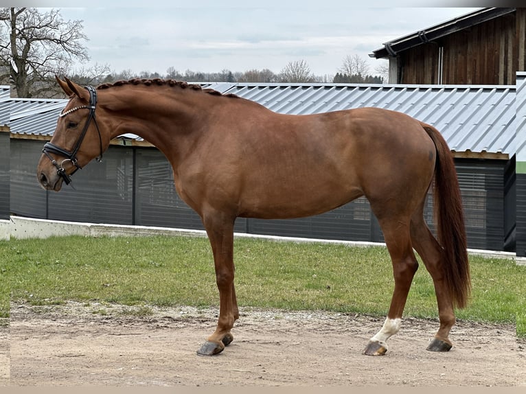 Duits sportpaard Merrie 4 Jaar 172 cm Vos in Jengen
