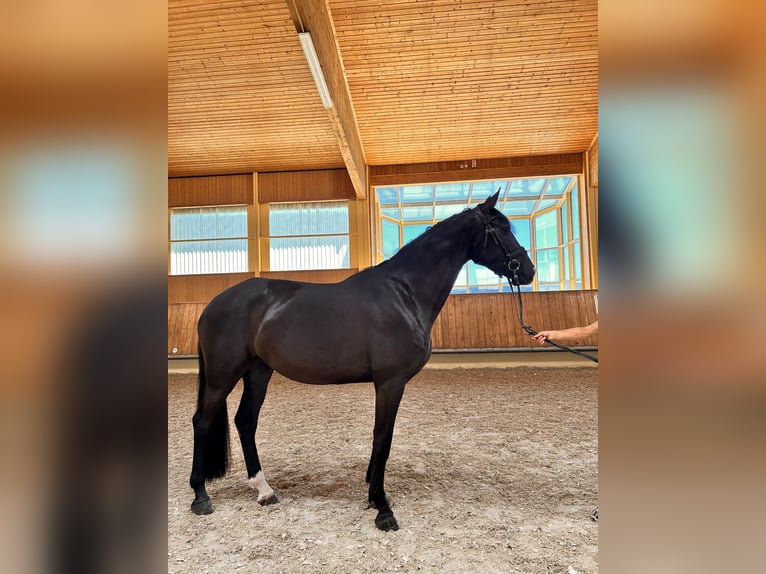 Duits sportpaard Merrie 4 Jaar 172 cm Zwartbruin in Bad Herrenalb