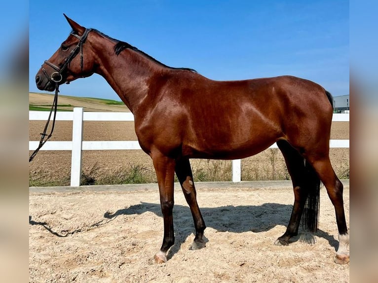 Duits sportpaard Merrie 4 Jaar 173 cm Bruin in Allershausen