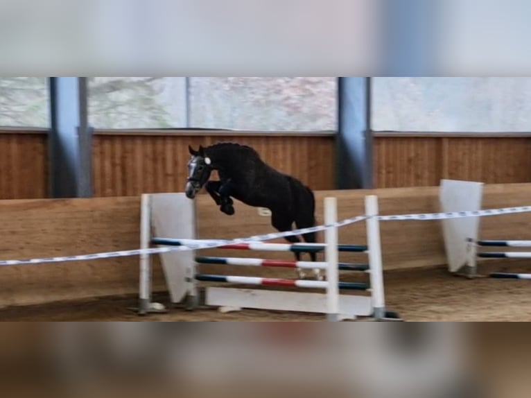 Duits sportpaard Merrie 4 Jaar 173 cm Schimmel in Osterburken