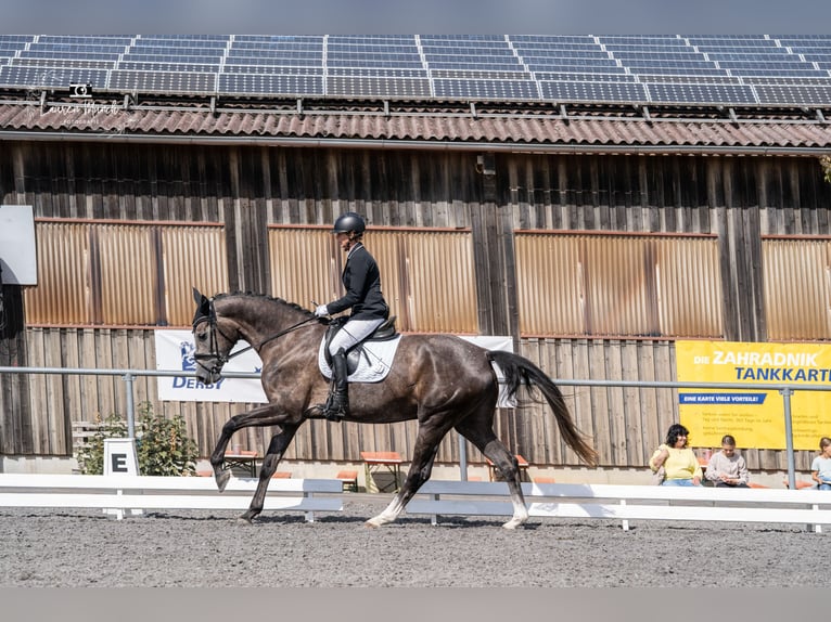 Duits sportpaard Merrie 4 Jaar 173 cm Schimmel in Osterburken