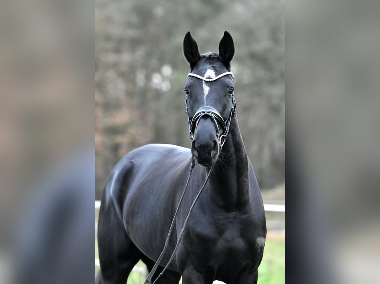 Duits sportpaard Merrie 4 Jaar 173 cm Zwart in Klötze