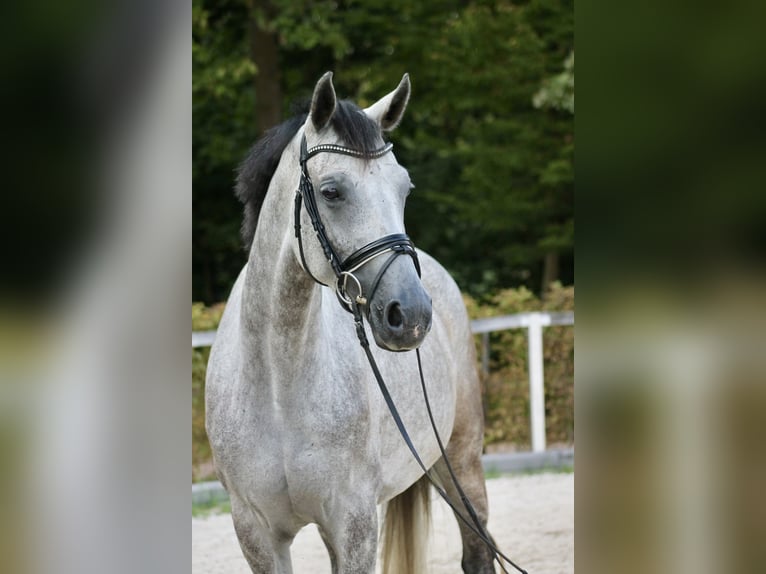 Duits sportpaard Merrie 4 Jaar 175 cm Appelschimmel in Moritzburg