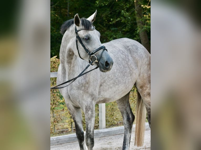 Duits sportpaard Merrie 4 Jaar 175 cm Appelschimmel in Moritzburg