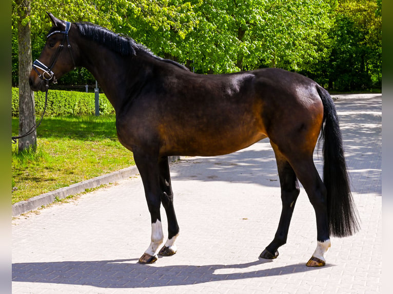 Duits sportpaard Merrie 4 Jaar 175 cm Bruin in Krumke