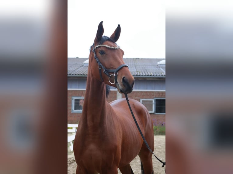 Duits sportpaard Merrie 4 Jaar 175 cm Bruin in Neuenkirchen