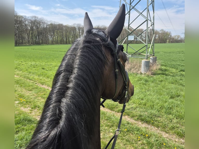 Duits sportpaard Merrie 4 Jaar 175 cm Donkerbruin in Eilenburg