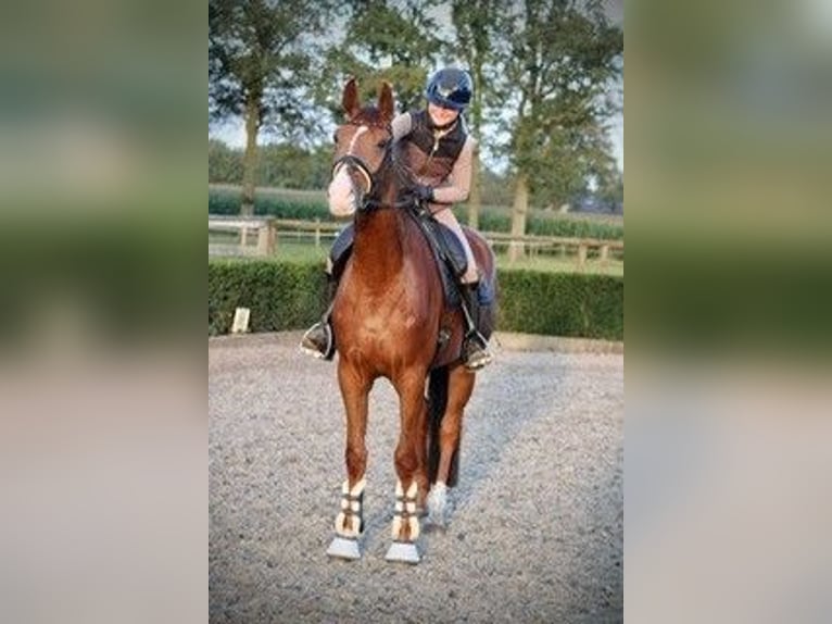 Duits sportpaard Merrie 4 Jaar 175 cm Donkere-vos in Karlsfeld