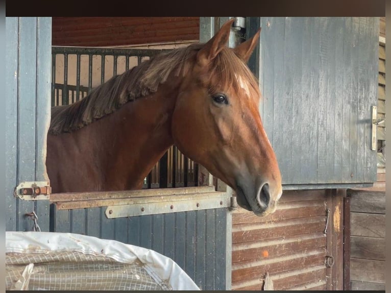 Duits sportpaard Merrie 4 Jaar 175 cm Vos in Buchholz (Westerwald)