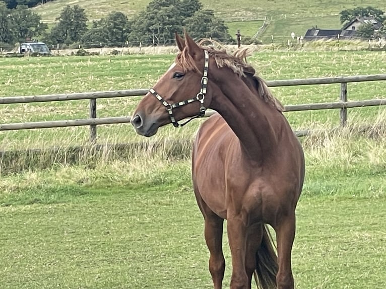 Duits sportpaard Merrie 4 Jaar 175 cm Vos in Buchholz (Westerwald)