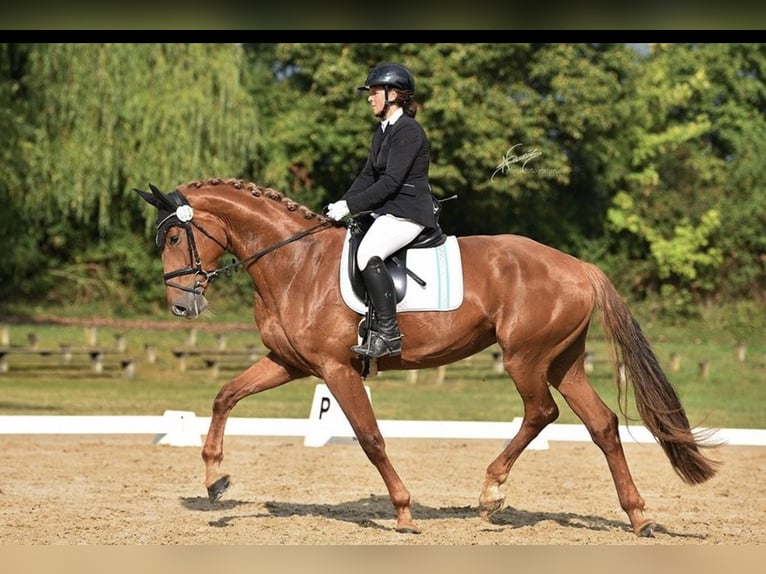 Duits sportpaard Merrie 4 Jaar 175 cm Vos in Buchholz (Westerwald)