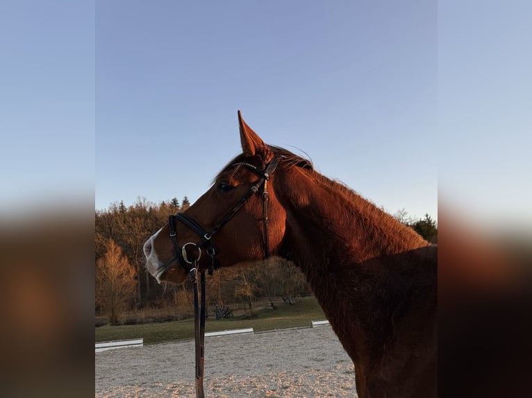 Duits sportpaard Merrie 4 Jaar 175 cm Vos in Karlsfeld