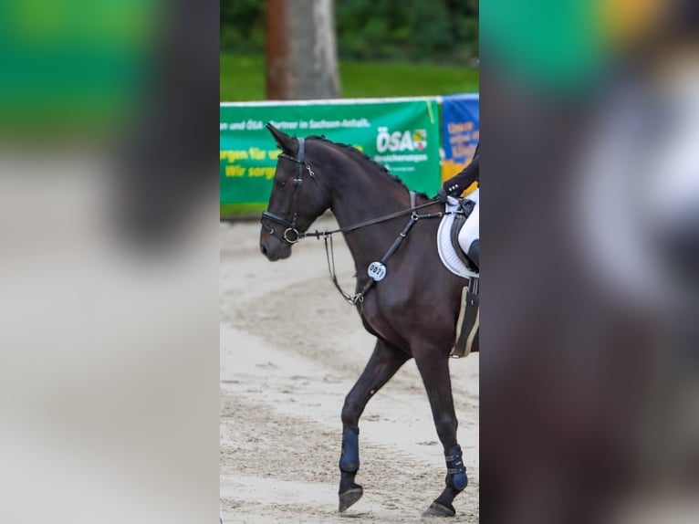 Duits sportpaard Merrie 4 Jaar 175 cm Zwart in Libbesdorf