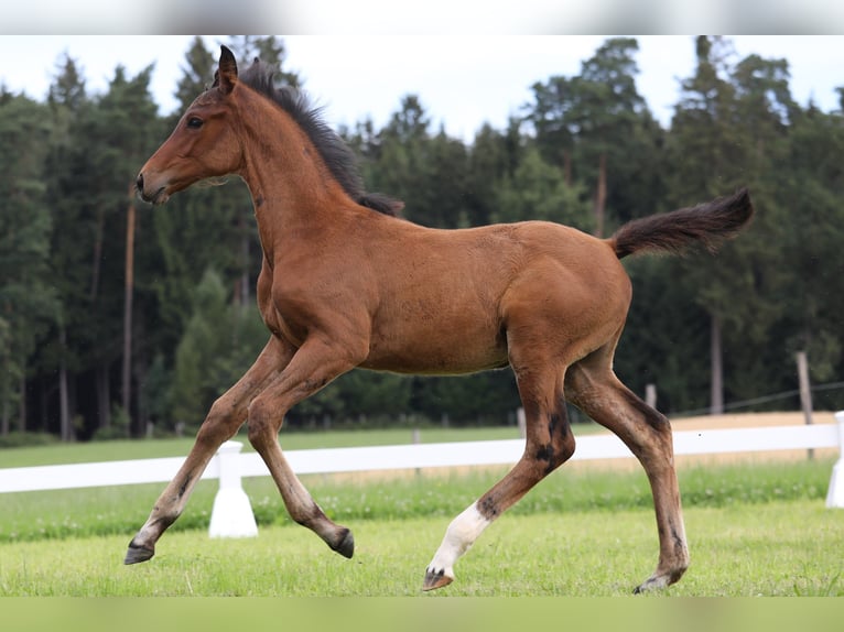 Duits sportpaard Merrie 4 Jaar 176 cm Bruin in Wang
