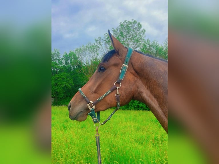 Duits sportpaard Merrie 4 Jaar 176 cm Bruin in Wang