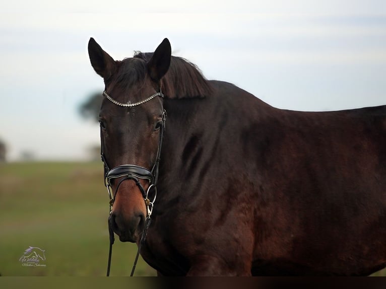 Duits sportpaard Merrie 4 Jaar 177 cm Donkerbruin in Eilenburg