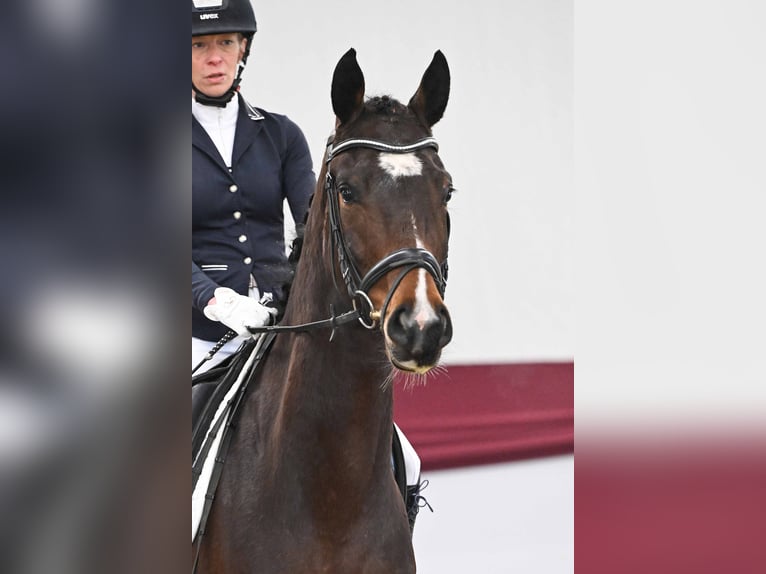 Duits sportpaard Merrie 4 Jaar Bruin in Gomadingen