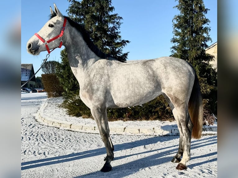 Duits sportpaard Merrie 4 Jaar Schimmel in Głubczyn