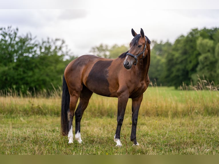 Duits sportpaard Merrie 5 Jaar 158 cm Bruin in Eckersdorf