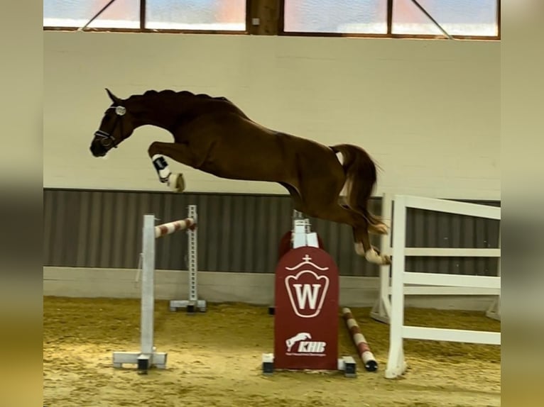 Duits sportpaard Merrie 5 Jaar 160 cm Donkere-vos in Uedem