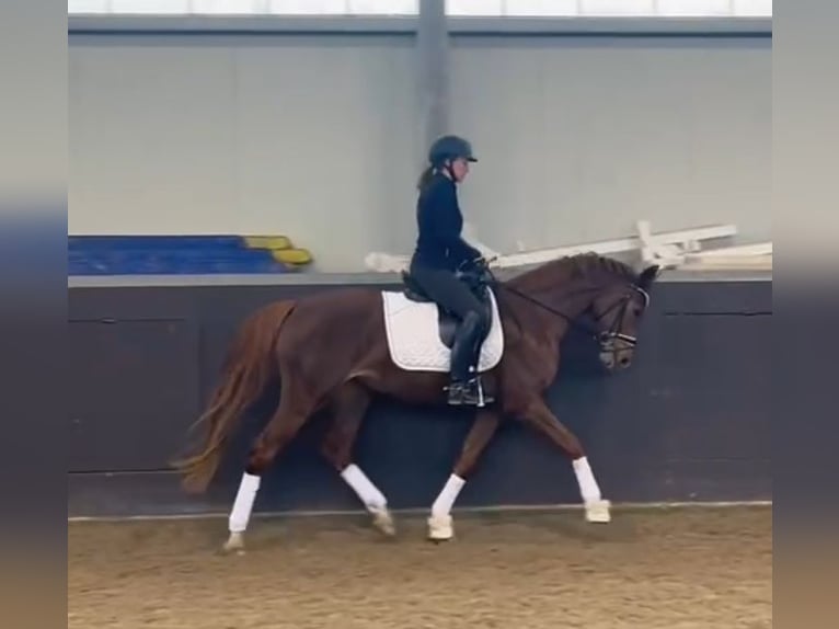 Duits sportpaard Merrie 5 Jaar 160 cm Donkere-vos in Uedem