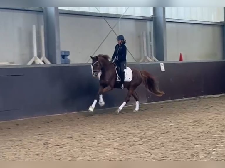 Duits sportpaard Merrie 5 Jaar 160 cm Donkere-vos in Uedem